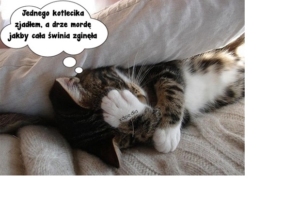 Kot-1.jpg